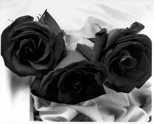 V.A.G.O.'s: Rosas negras..