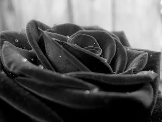 V.A.G.O.'s: Rosas negras..