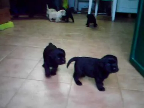 Val DaCosta labradores 1 mes - YouTube