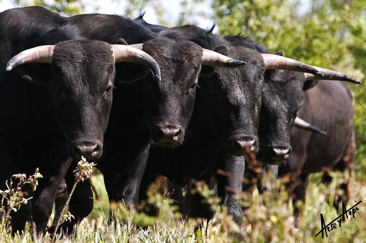 Valdellán, toros bravos y cecina de lidia | Por las rutas del toro Valdellán, toros bravos y cecina de lidia | Por las rutas del toro