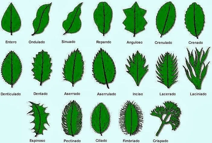 Nombres de tipos de hojas de plantas - Imagui