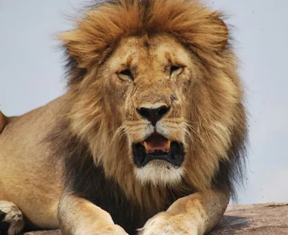 Vale más un león muerto que uno vivo?” | huellasSOS