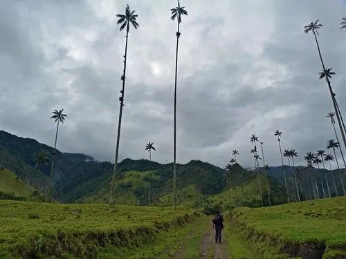 Palma de cera del quindio para colorear - Imagui Palma de cera del quindio para colorear - Imagui