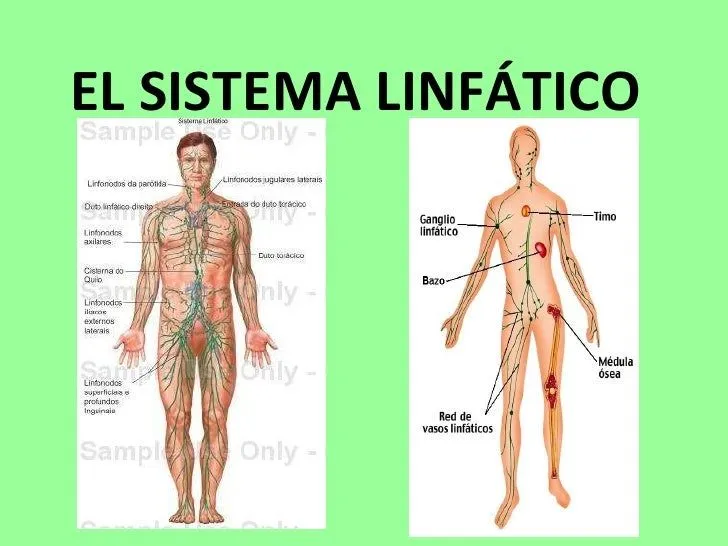 LOS VALORES: LOS SISTEMAS DEL CUERPO HUMANO LOS VALORES: LOS SISTEMAS DEL CUERPO HUMANO