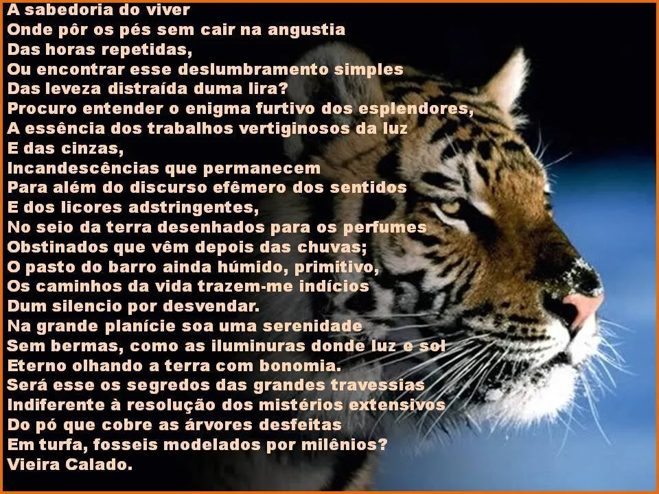 VALVESTA: BODAS DE OURO! A VIDA DE UM POETA DEDICADA A SUA OBRA. VALVESTA: BODAS DE OURO! A VIDA DE UM POETA DEDICADA A SUA OBRA.