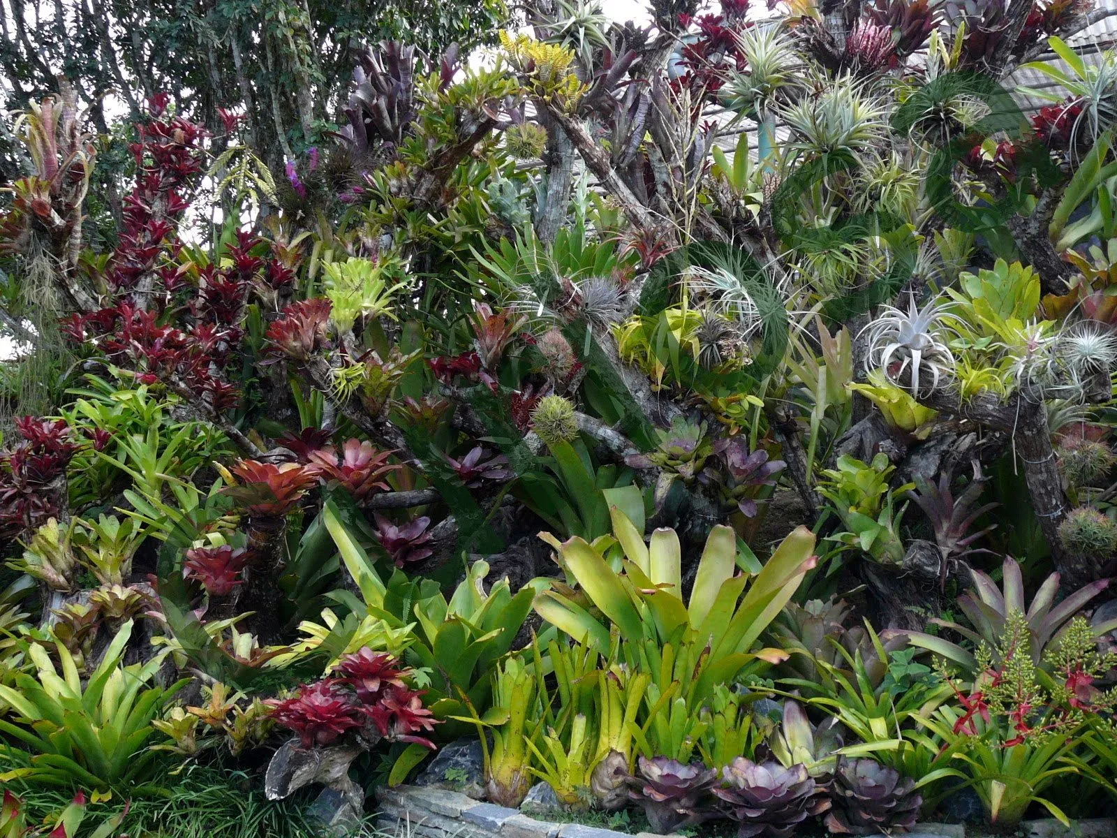 Vamos, con todo verde