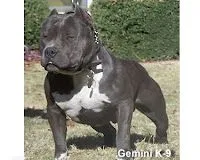 VAQUERAPITBULLS: abril 2010