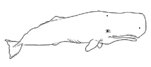 FILANAVAL: LA BALLENA ( Odontocetos )