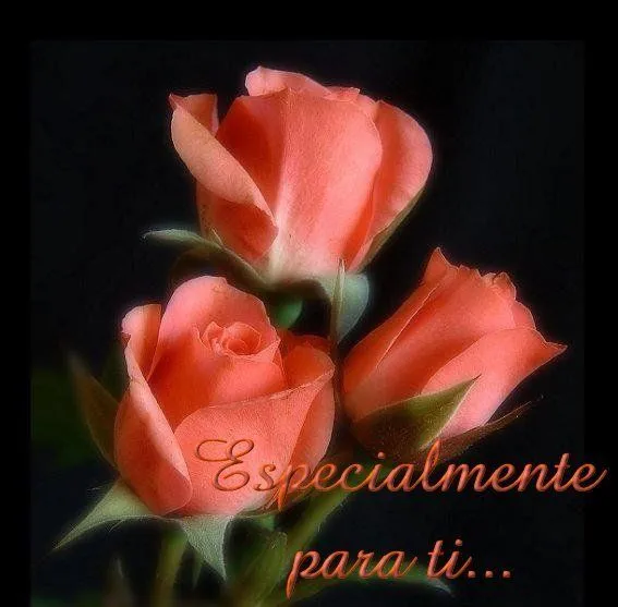 VARIEDAD DE BELLAS ROSAS - BRISAS DE AMOR PARA TI - Gabitos VARIEDAD DE BELLAS ROSAS - BRISAS DE AMOR PARA TI - Gabitos