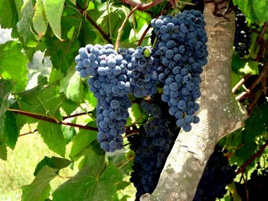 Variedad de enredaderas para espacios interiores y exteriores ...