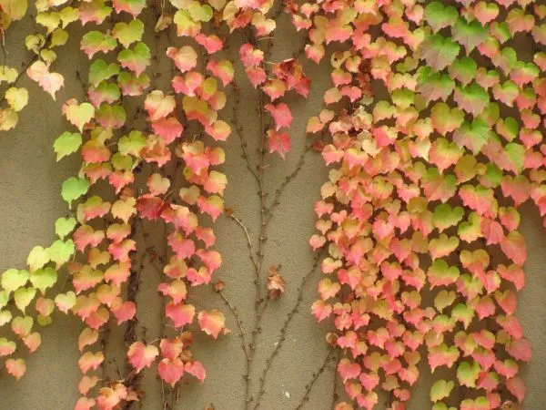 Variedad de enredaderas para espacios interiores y exteriores ... Variedad de enredaderas para espacios interiores y exteriores ...