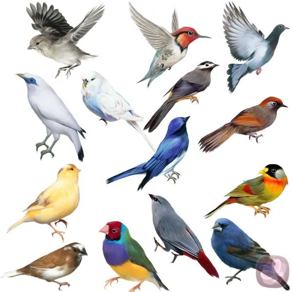 VARIEDADES DE AVES