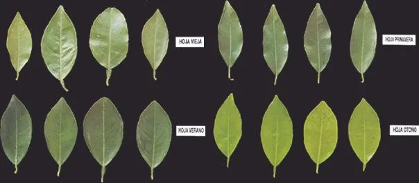 Diagnóstico nutricional de plantaciones de cítricos