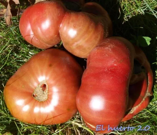 variedades de tomates gordos | El Huerto 2.0 variedades de tomates gordos | El Huerto 2.0