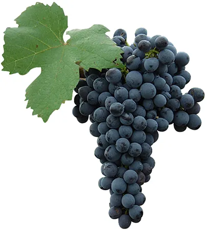 Variedades de uva | Ribera del Duero