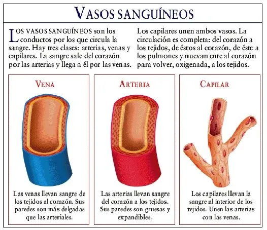 vasos+sanguineos.jpg