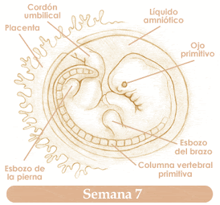 Como se ve un bebé de 7 semanas de gestación - Imagui