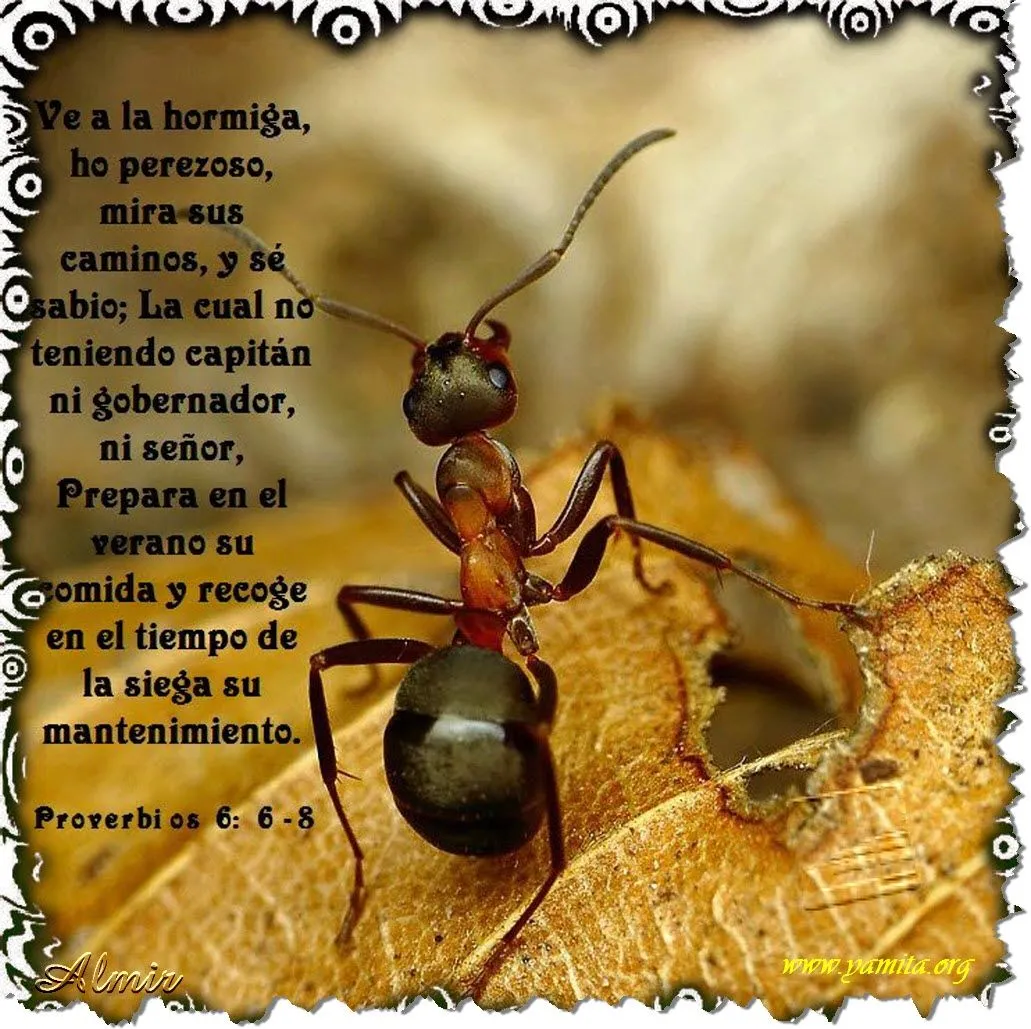 Ve a la hormiga, oh perezoso, Mira sus caminos, y sé sabio ... Ve a la hormiga, oh perezoso, Mira sus caminos, y sé sabio ...