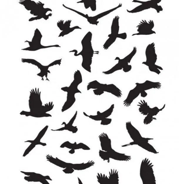 Vector de aves que vuelan paquete de gráficos siluetas | Descargar ...
