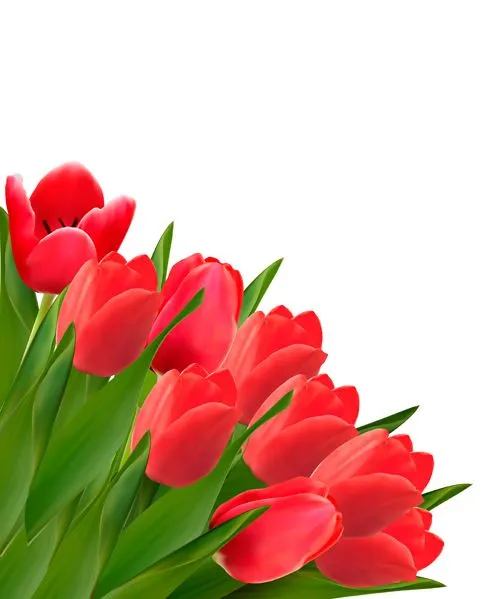 Vectores de flores para descargar gratis - recursos WEB & SEO