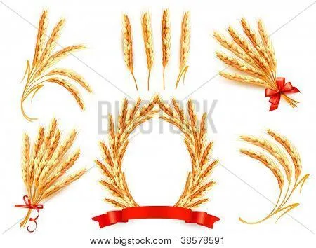 Vectores y fotos en stock de Espigas de trigo. Ilustración del ... Vectores y fotos en stock de Espigas de trigo. Ilustración del ...