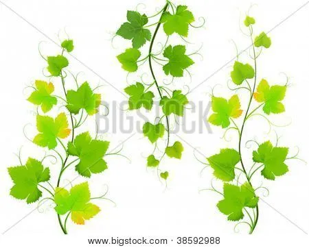 Vectores y fotos en stock de Hojas de Parra. Vector EPS8 | Bigstock Vectores y fotos en stock de Hojas de Parra. Vector EPS8 | Bigstock