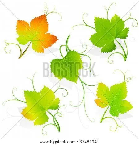 Vectores y fotos en stock de Hojas de Parra. Vector | Bigstock