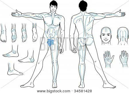 Vectores y fotos en stock de Un hombre desnudo de pie con masaje ... Vectores y fotos en stock de Un hombre desnudo de pie con masaje ...