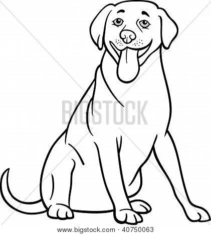 Vectores y fotos en stock de Labrador Retriever perro de dibujos ...