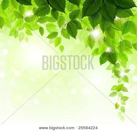 Vectores y fotos en stock de Rama de verano con hojas verdes ... Vectores y fotos en stock de Rama de verano con hojas verdes ...
