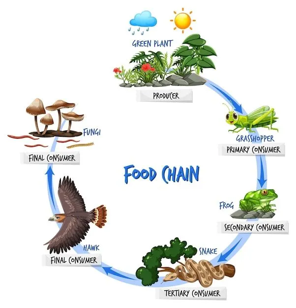 Vectores e ilustraciones de Alimentaria para descargar gratis | Freepik Vectores e ilustraciones de Alimentaria para descargar gratis | Freepik