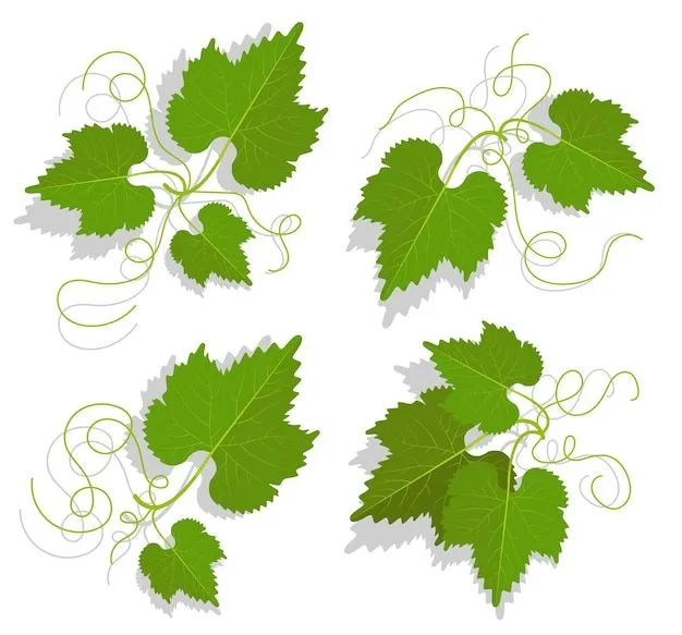 Vectores e ilustraciones de Hoja vinedo para descargar gratis | Freepik Vectores e ilustraciones de Hoja vinedo para descargar gratis | Freepik