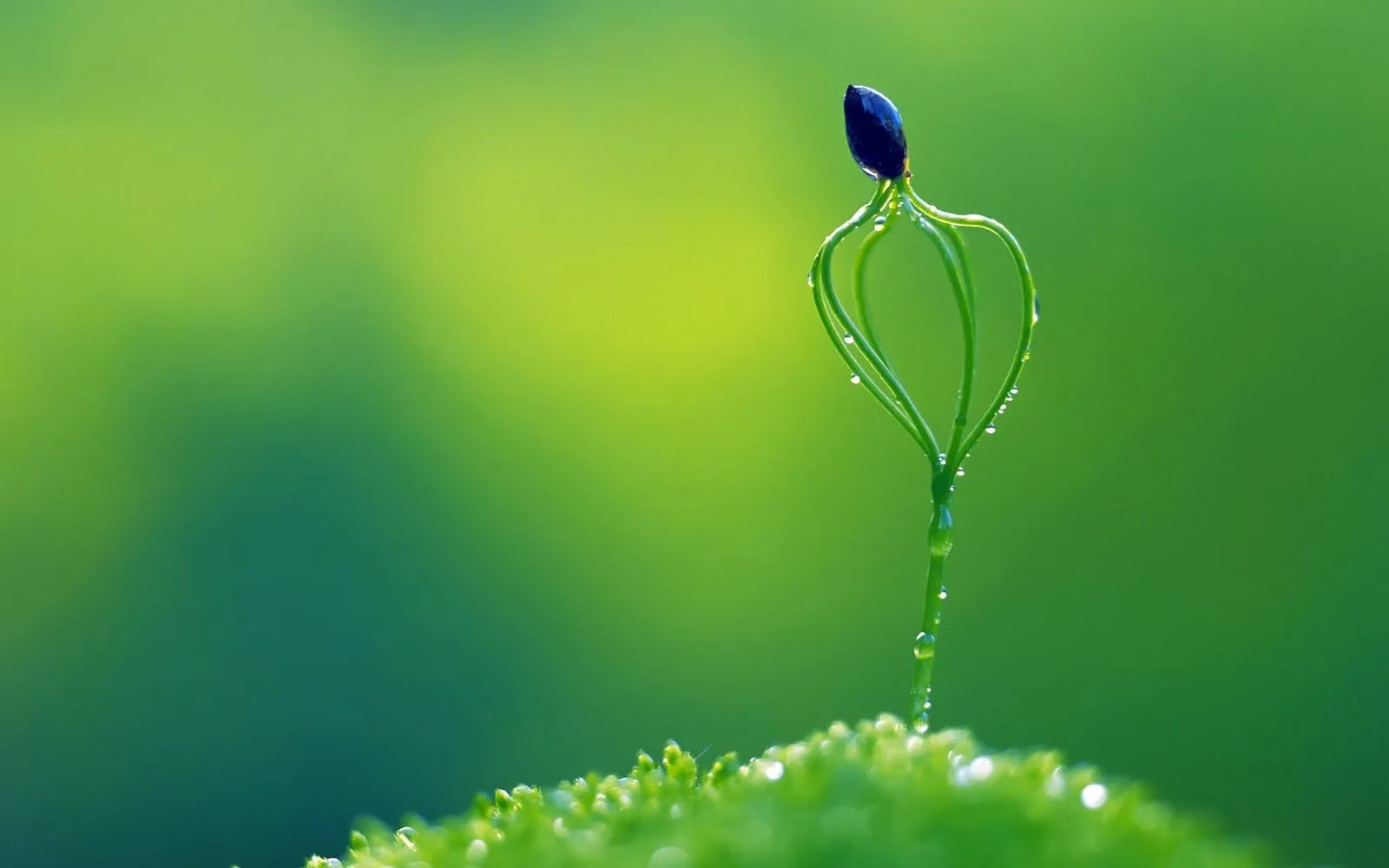 Vegetación - Imágenes verdes - 15 fotos de la naturaleza ...