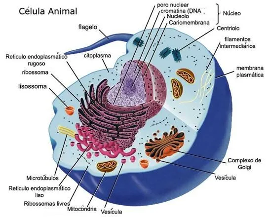 vegetal | facilisimo.com