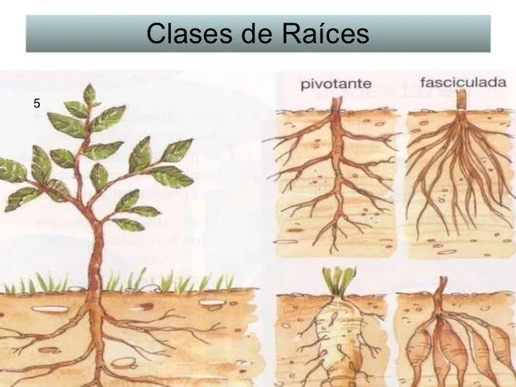 vegetales-5-728.jpg?cb=1300705602