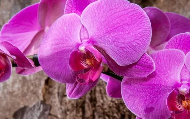 Veja como plantar orquídeas em árvores - Jardinagem - iG Veja como plantar orquídeas em árvores - Jardinagem - iG