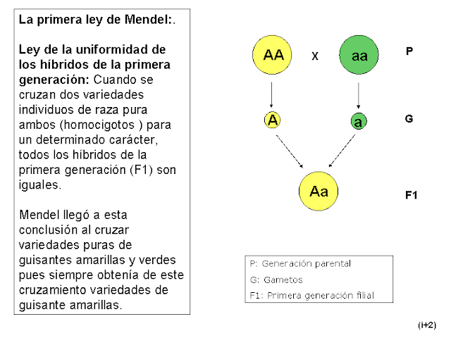 LA VELLETA VERDA. Mediterrani: junio 2015