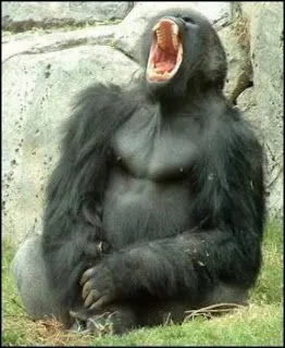 Nos Vemos en 2011: Aquellos gorilas que no se ven Nos Vemos en 2011: Aquellos gorilas que no se ven