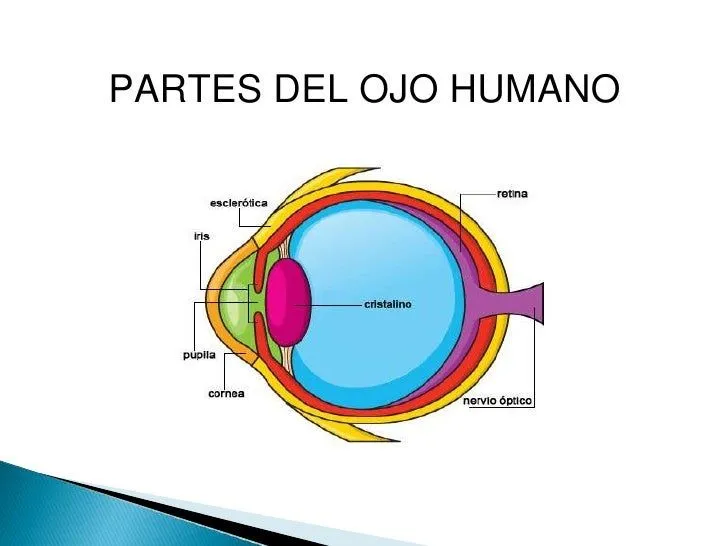vemos-con-el-ojo-o-con-el- ...