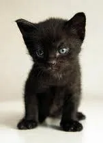 Ven esas imagenes de gatos negros? Son hermosas.