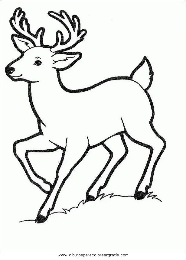 venado bura para colorear Colouring Pages