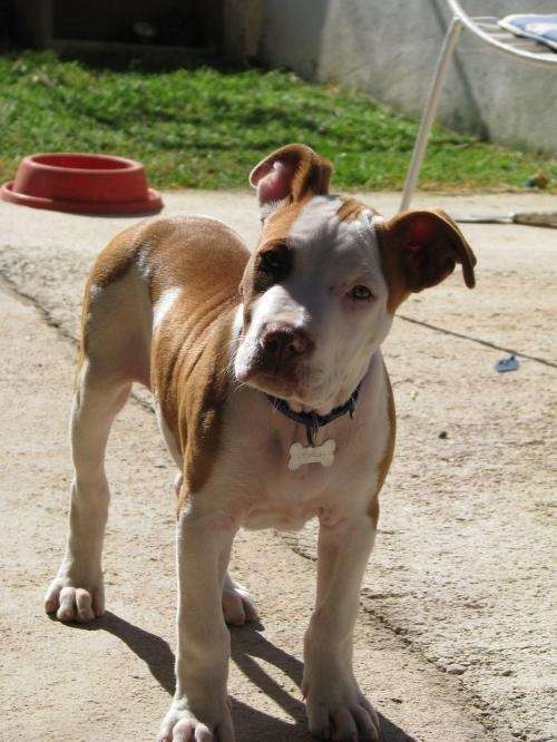 Se vende cachorro pitbull 2 meses y medio - Valparaíso, Chile ... Se vende cachorro pitbull 2 meses y medio - Valparaíso, Chile ...