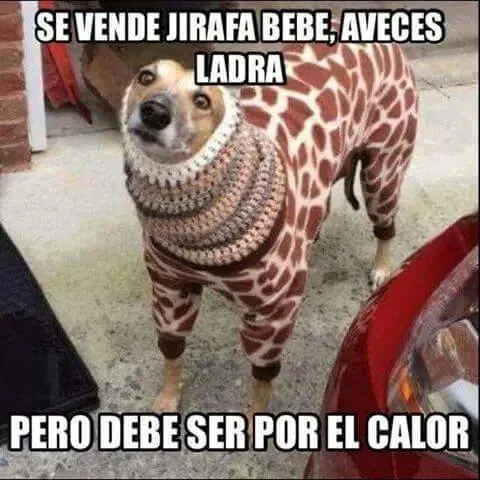Se Vende Jirafa Bebe | Hola XD