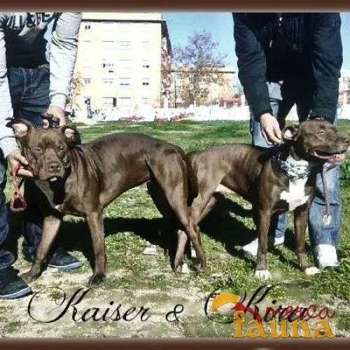 Se venden 3 cachorros pitbull standford - Mercafauna - Compraventa ... Se venden 3 cachorros pitbull standford - Mercafauna - Compraventa ...