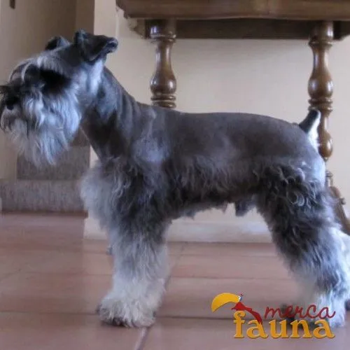 Schnauzer miniatura sal y pimienta - Imagui