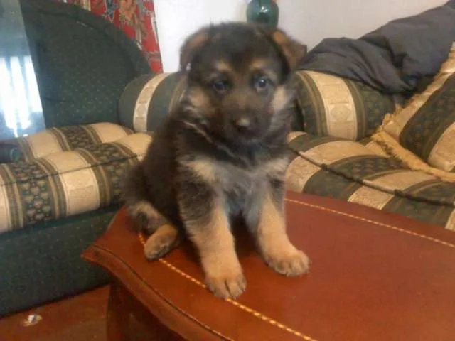 Se venden espectaculares cachorros pastor aleman 100% puros ... Se venden espectaculares cachorros pastor aleman 100% puros ...