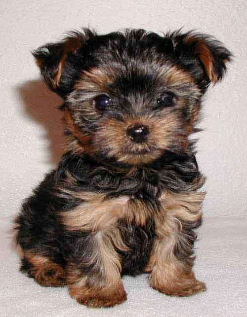 se venden perritos yorkshire en Santiago - 120019 se venden perritos yorkshire en Santiago - 120019
