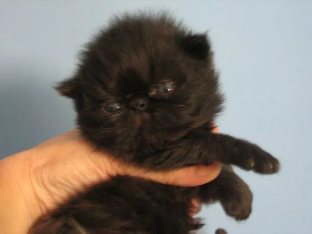 Se venden Persas y Exoticos - Mercafauna - Compraventa de animales ...