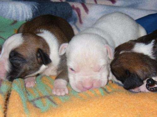 Vendo boxer albino - Lima, Perú - Animales / Mascotas Vendo boxer albino - Lima, Perú - Animales / Mascotas