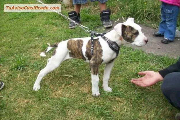 Vendo cachorra american pitbull atigrada - Animales y Mascotas >... Vendo cachorra american pitbull atigrada - Animales y Mascotas >...